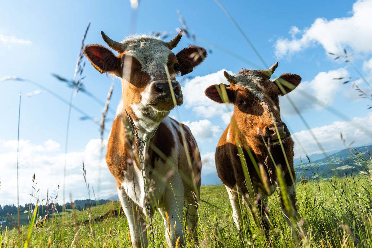 Tierschutz